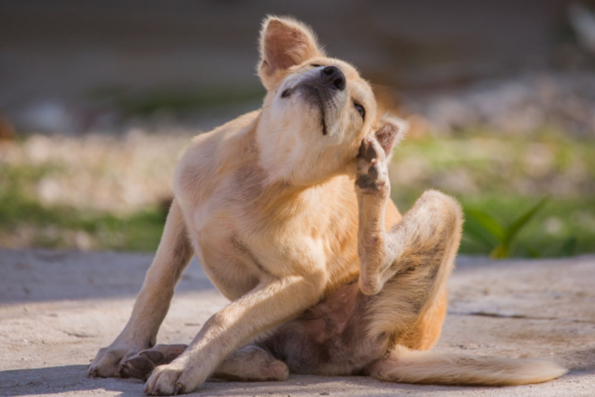 Alergias em cachorros: entenda a coceira, dermatite atópica e tratamentos eficazes
