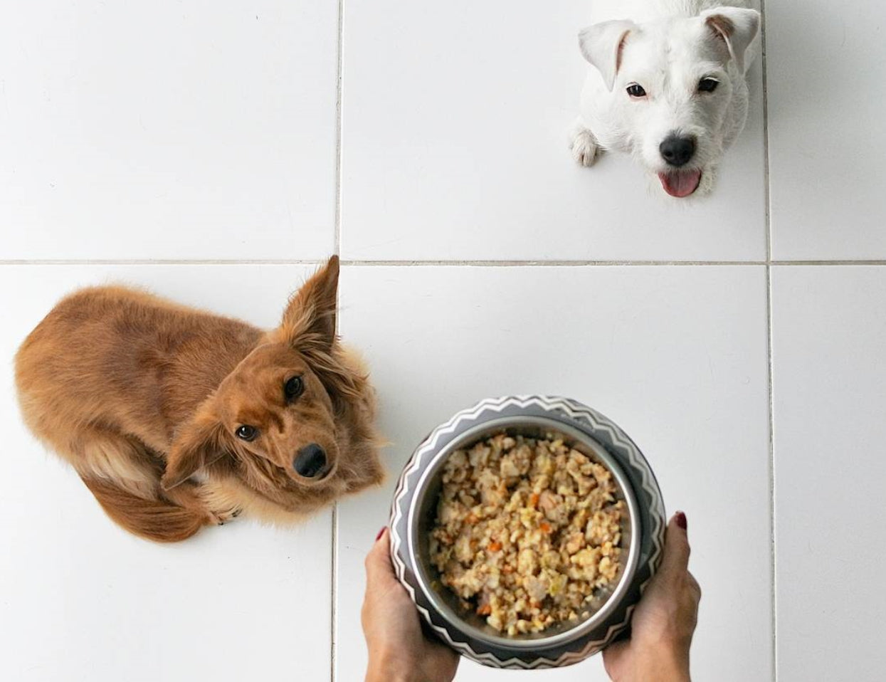 Alimentação natural para o seu pet