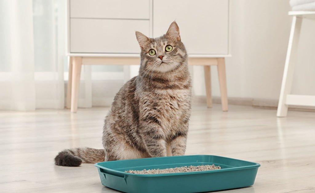 Caixa de areia para gatos: variedade e melhores preços