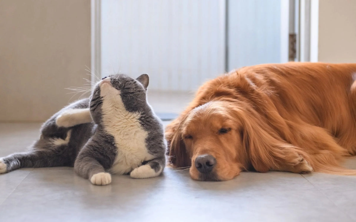 Como lidar com alergias alimentares em cachorros e gatos: sintomas e soluções