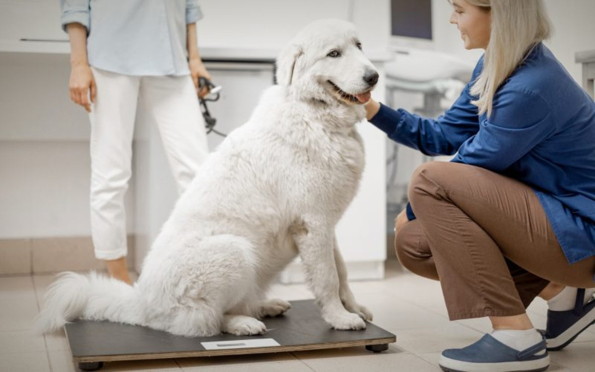 Como medir e monitorar o peso do seu pet