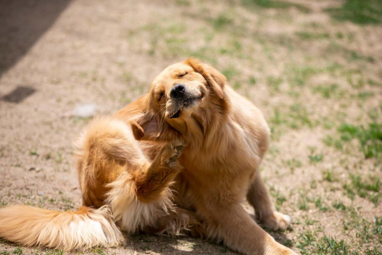 O ciclo das pulgas no ambiente: como proteger seu pet dos riscos invisíveis