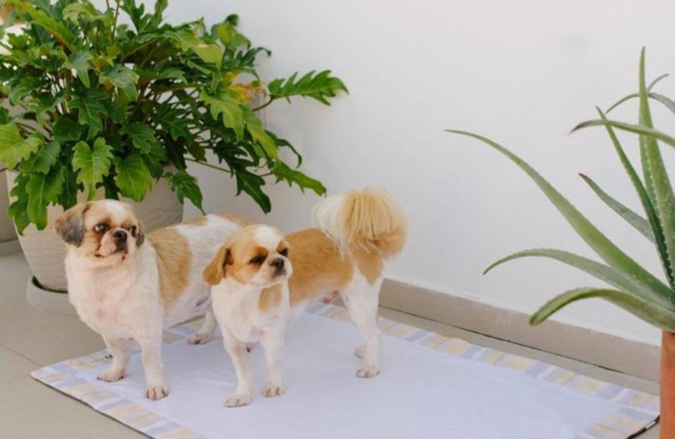 Vantagens do tapete higiênico lavável para os pets