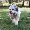 Brinquedo para Cachorro KONG Signature Ball Small