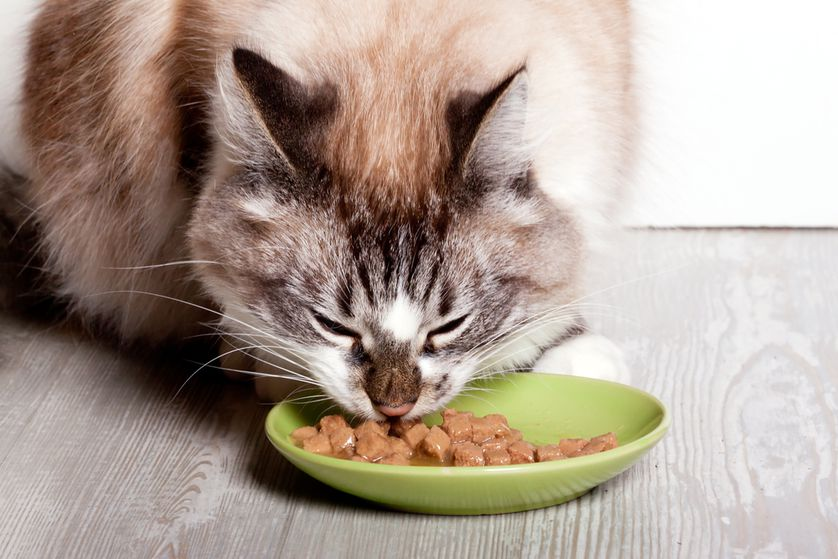 Ração úmida pode melhorar a vida do seu gato