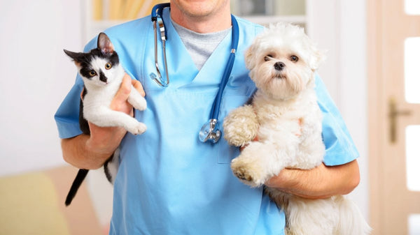 A importância de fazer o check up de pets regularmente