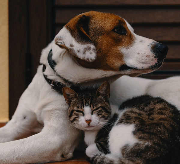 Aumenta a pena por maus-tratos a cães e gatos