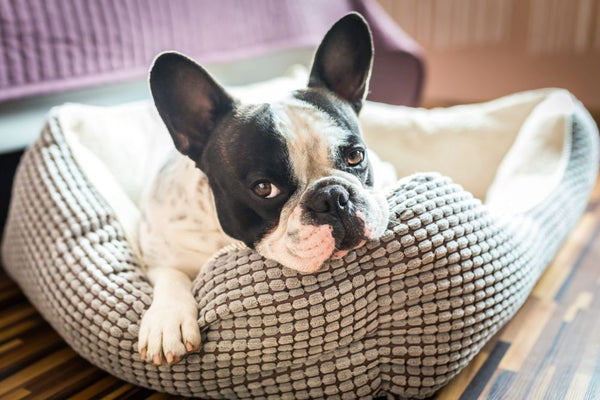 Como escolher a cama ideal para seu cachorro