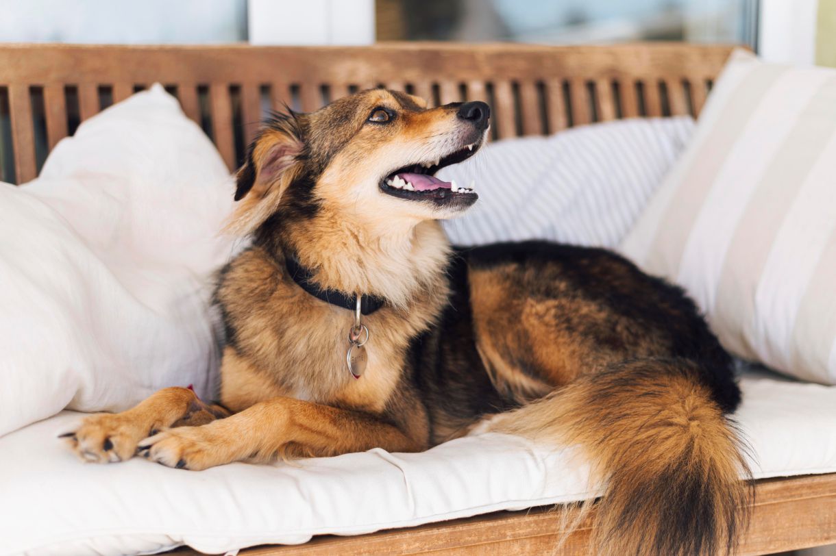 Como escolher o antipulgas ideal para seu pet