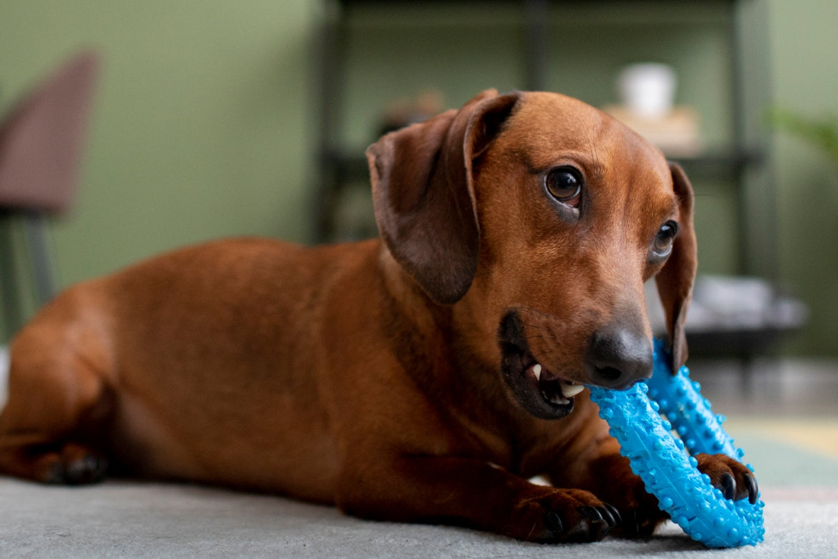 Como escolher o brinquedo certo para o pet: dicas para evitar acidentes e garantir diversão segura