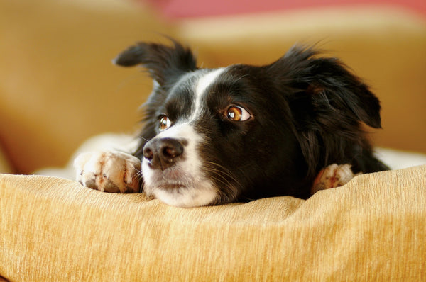 Como identificar e aliviar os sintomas de estresse em cachorros
