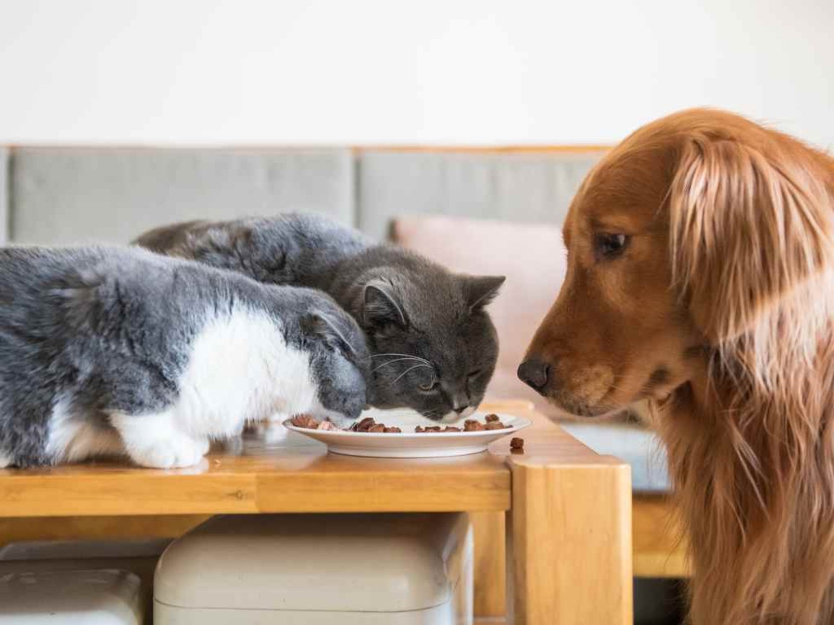Como saber a quantidade certa de ração para o seu pet?
