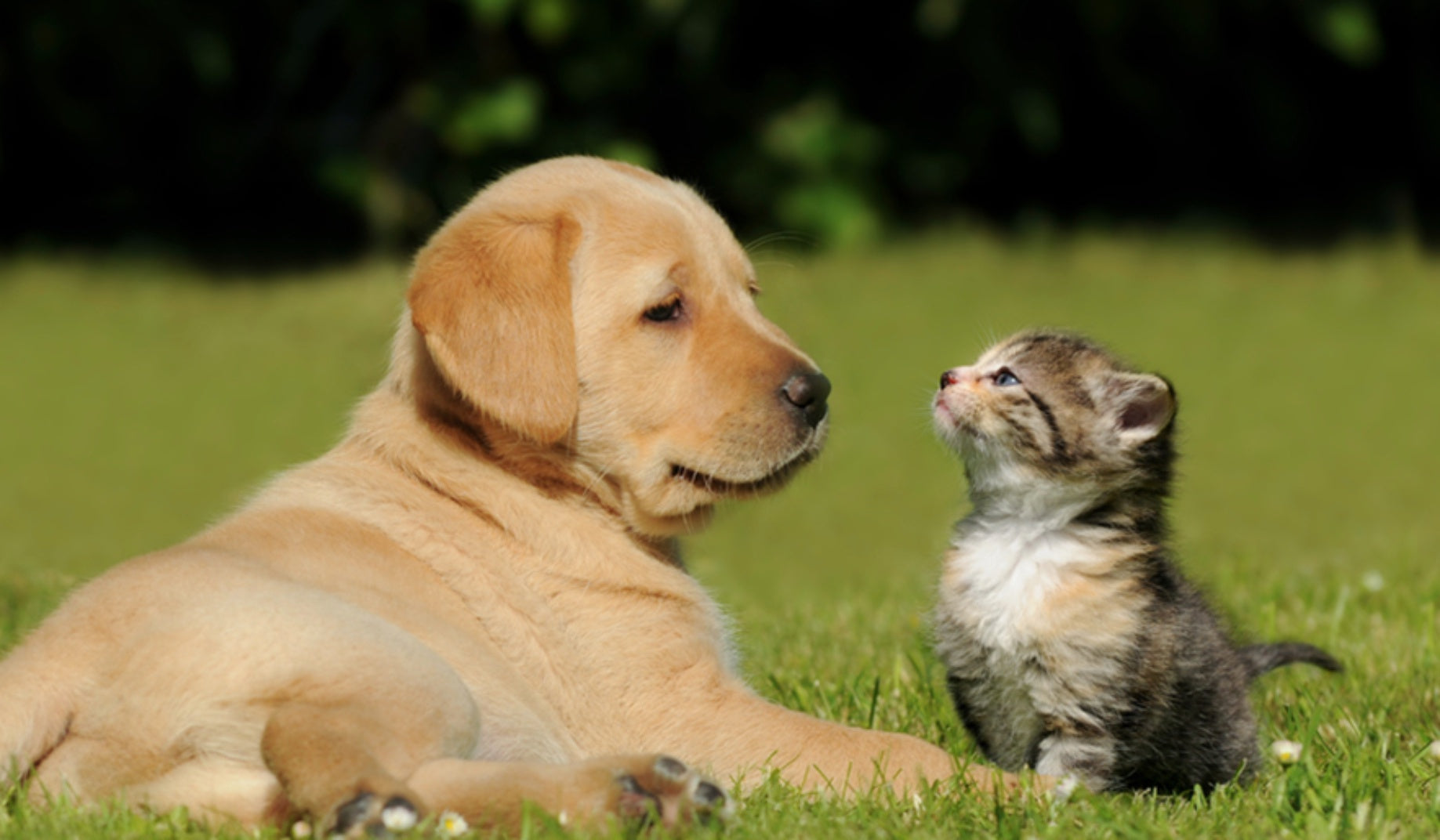 Cuidados com os pets durante o verão