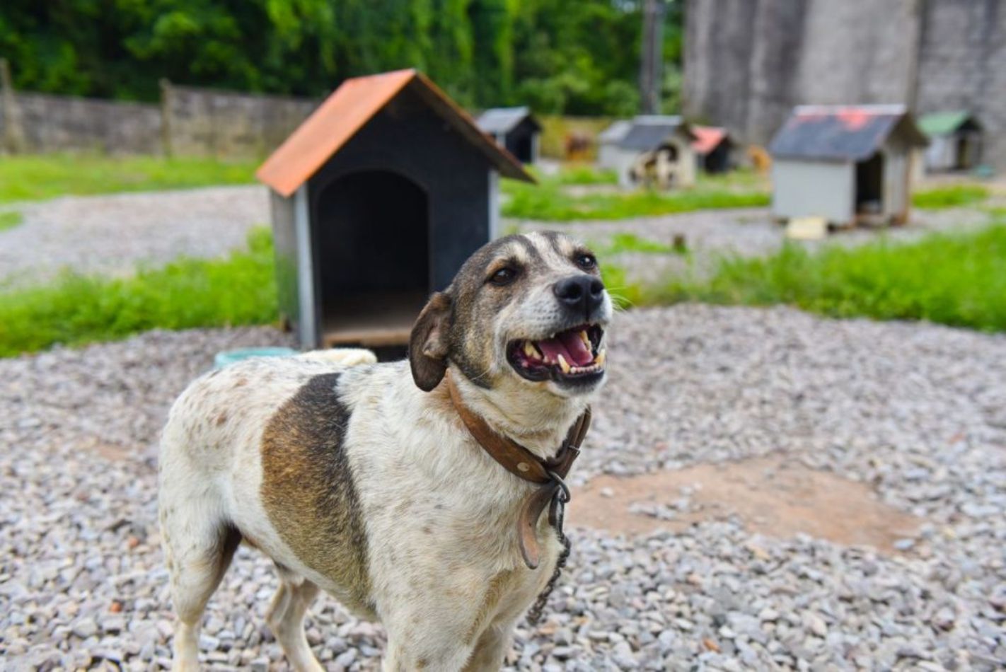 Dezembro verde: não ao abandono de animais