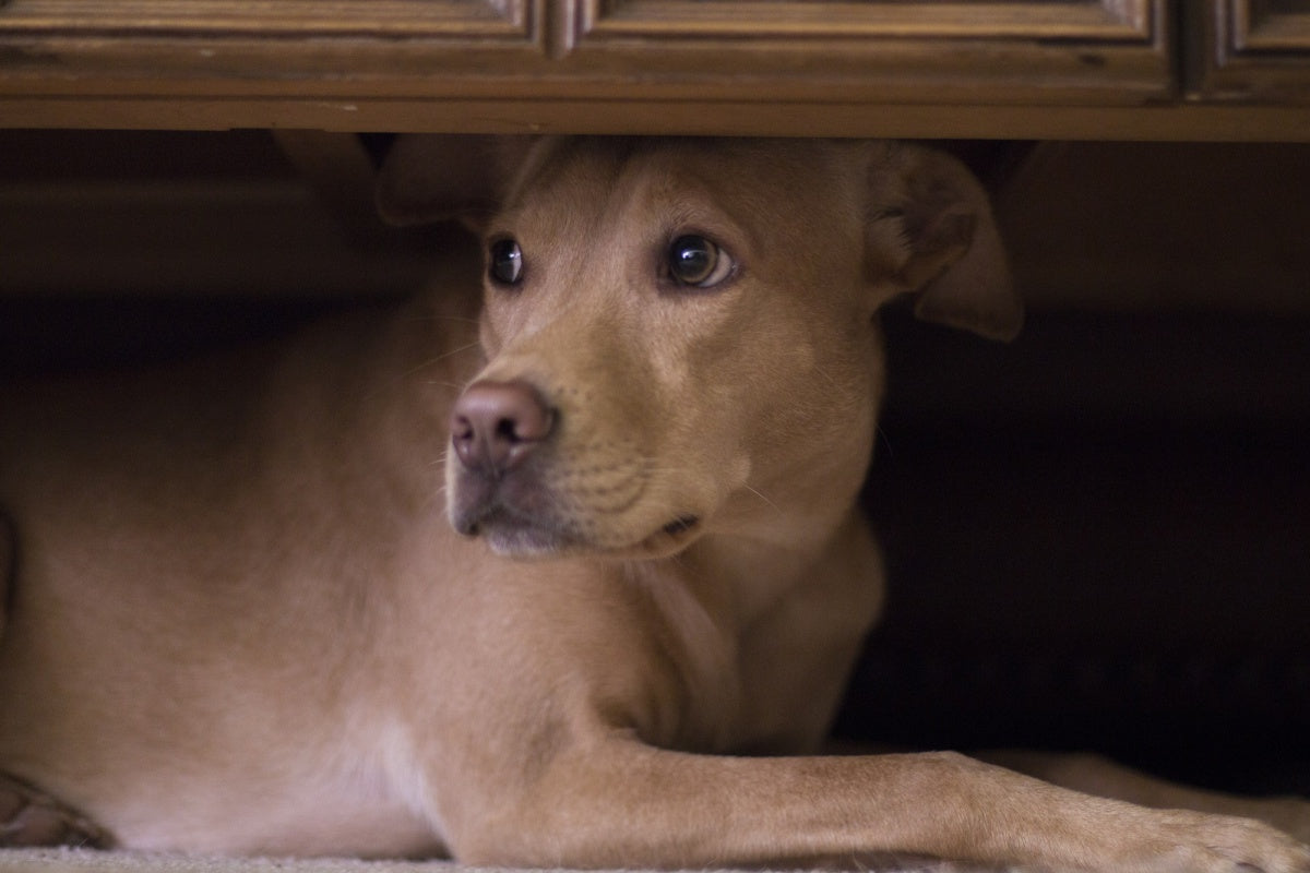 Dicas para proteger o pet do barulho dos fogos