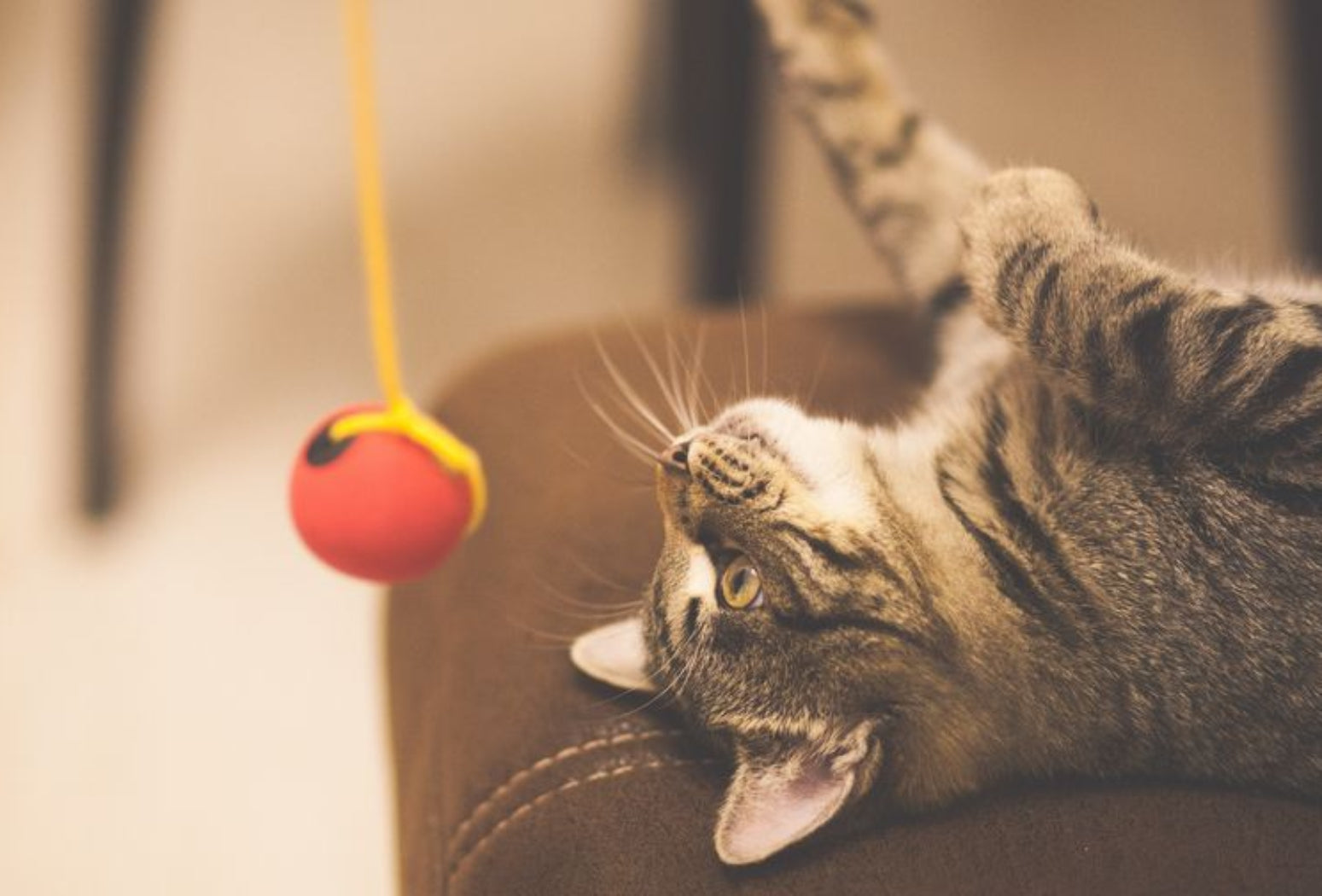 Enriquecimento ambiental para gatos