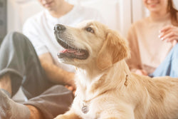 Mitos e verdades sobre cachorros que você deveria conhecer