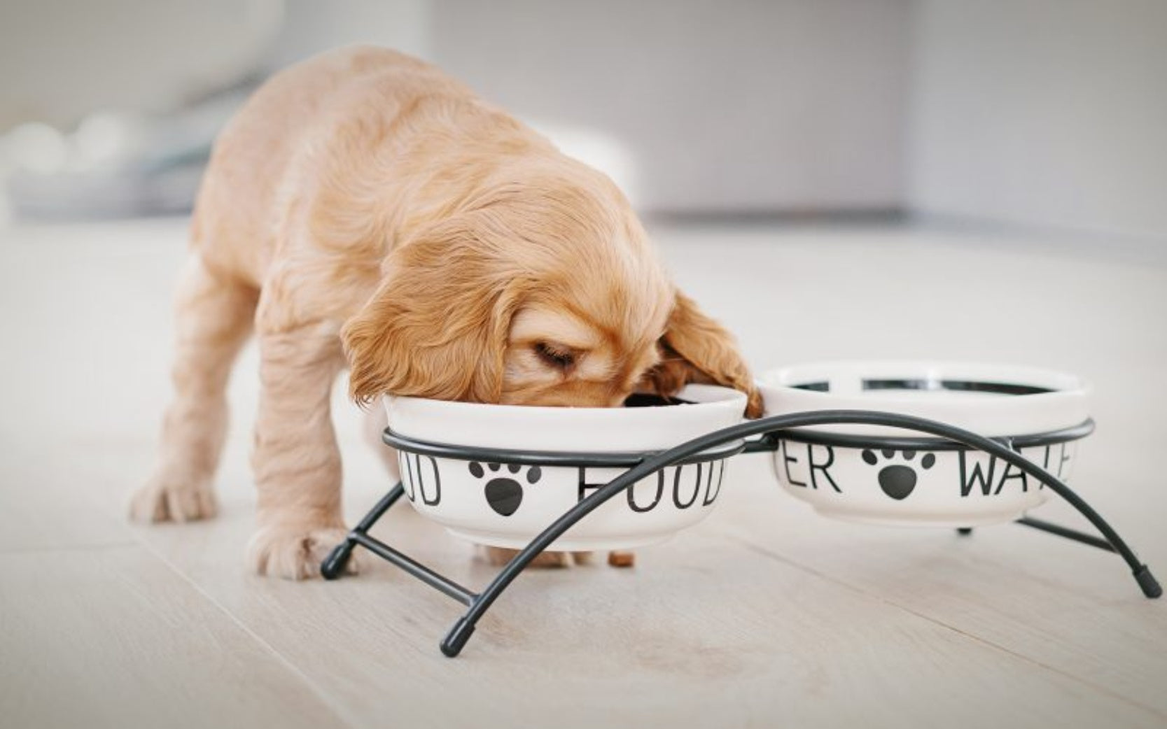 Recebendo um novo cachorrinho em casa