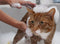 Shampoo hipoalergênico para cães e gatos