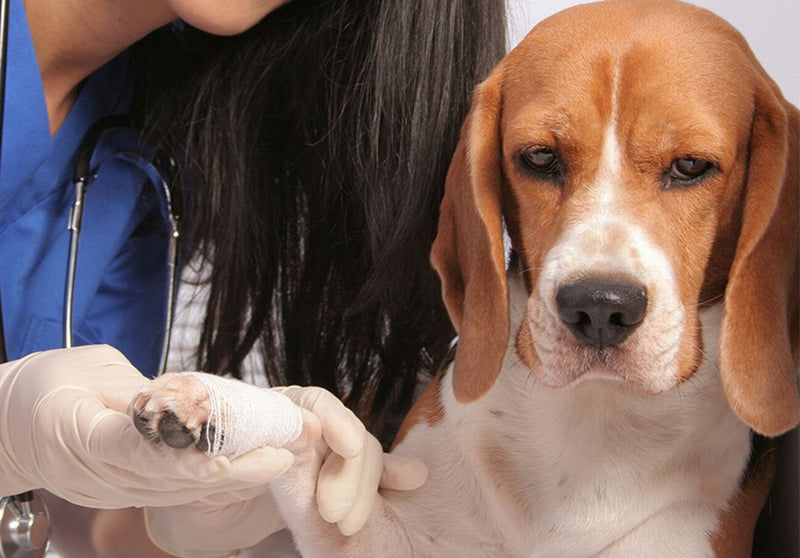 Tratamento não antibiótico para feridas de cachorros e gatos