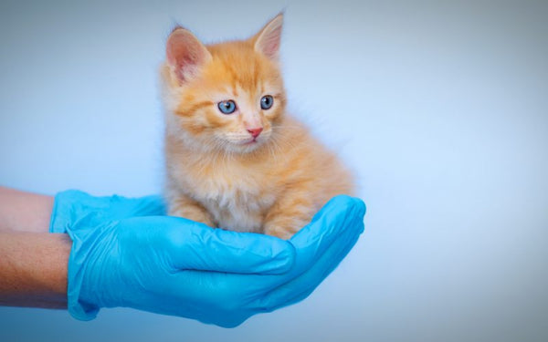 Vacinas importantes para proteger seu gatinho filhote