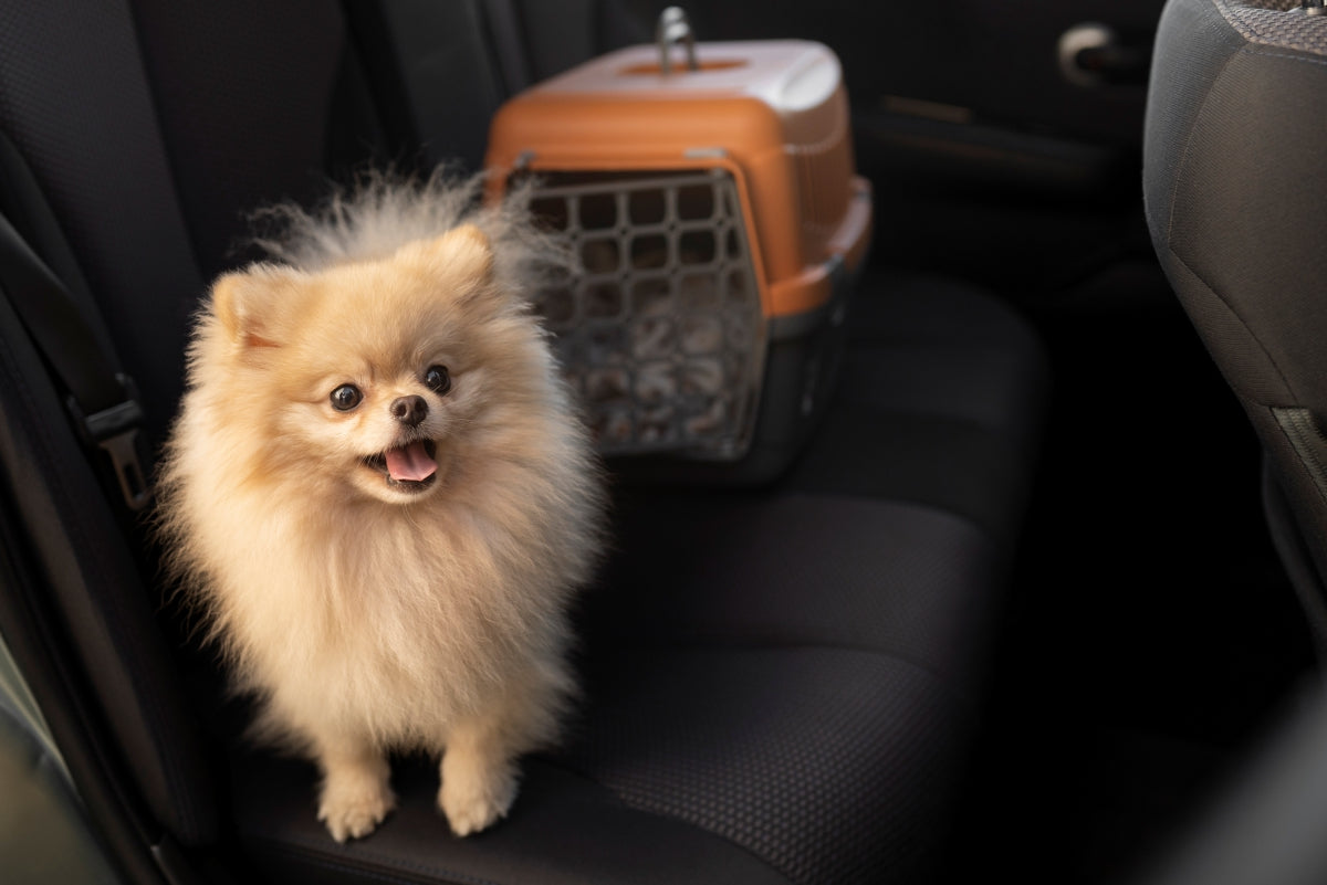 Viajando com pet: dicas para viagens tranquilas de carro ou avião