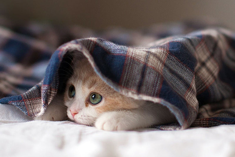 Como saber se o gato está com frio?