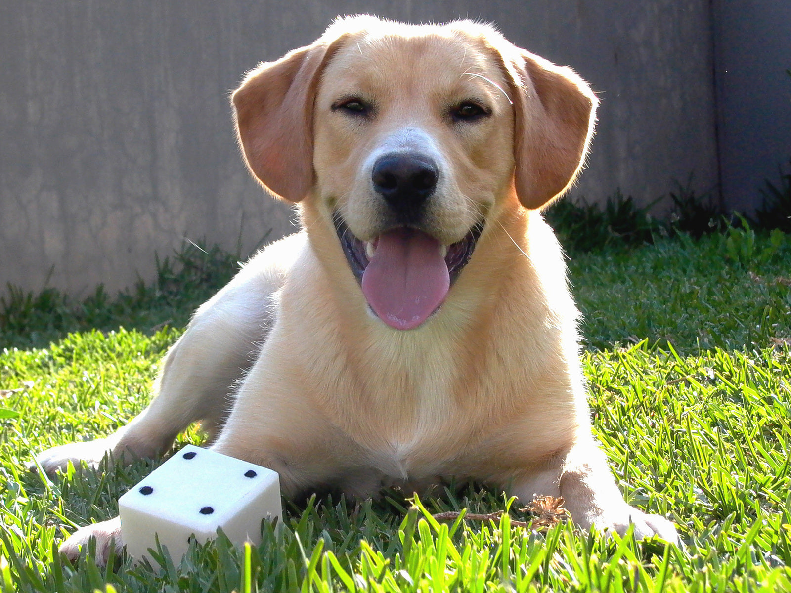 Dicas que ajudam a prevenir o mau hálito dos cachorros