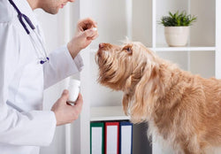Como dar remédio para cachorro