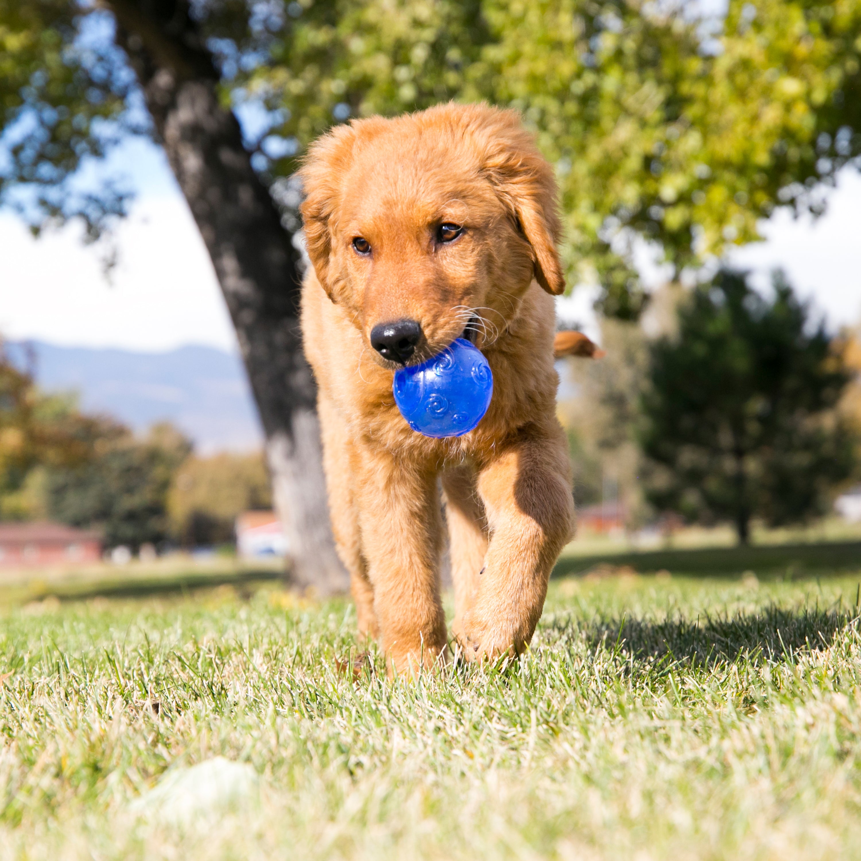 Brinquedo para Cachorro Kong Squezz Crackle Ball Large