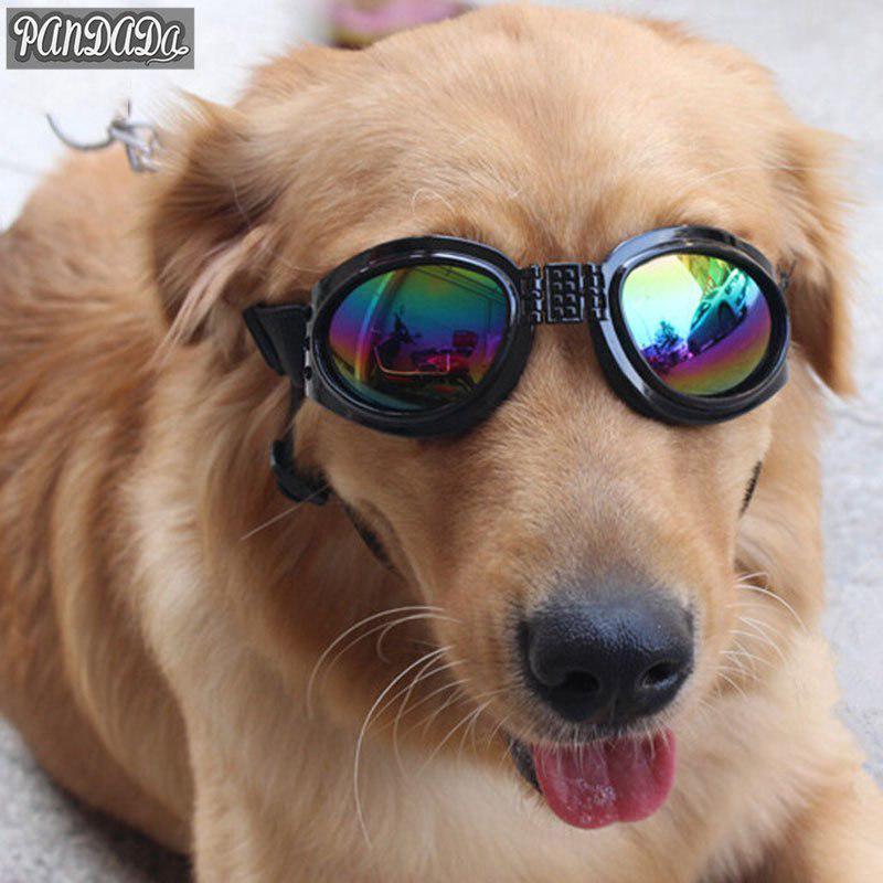 Óculos de Proteção para Cachorro