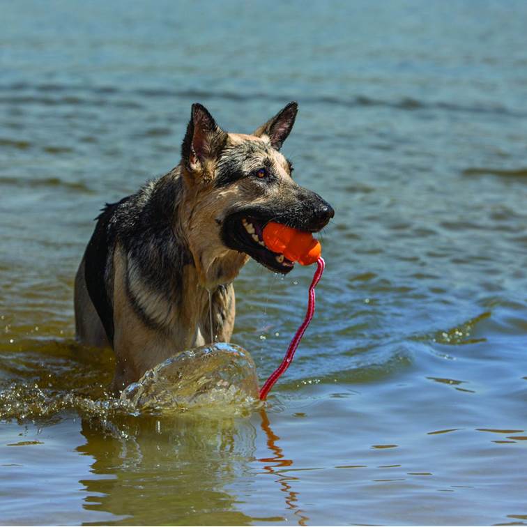 Brinquedo para Cachorro KONG Aqua Médio