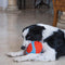 Brinquedo para Cachorro Chuckit Bola Indoor Fumbler