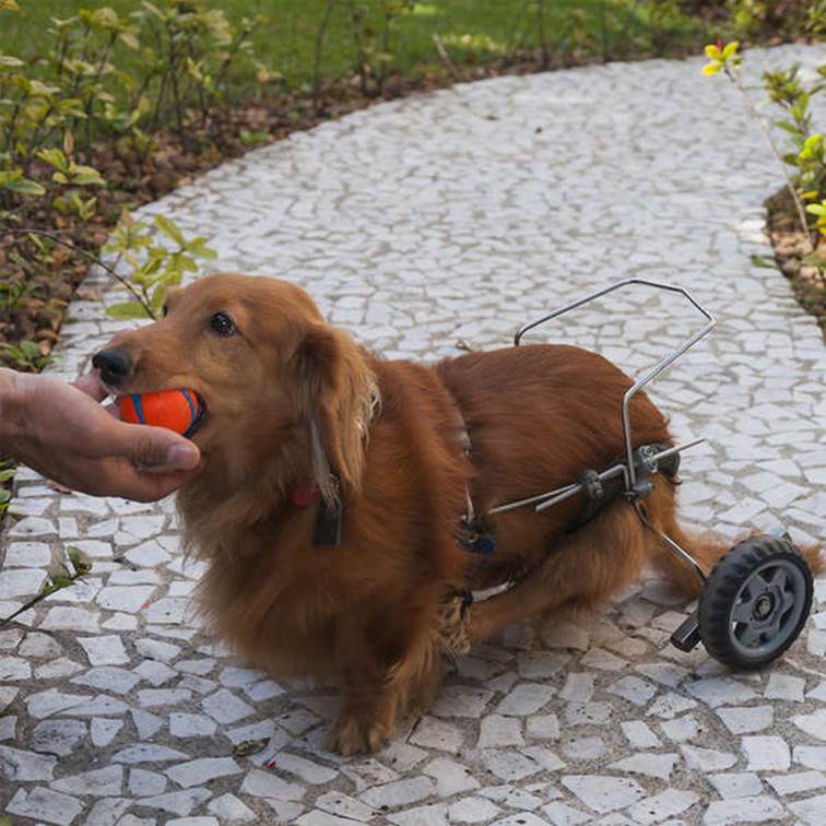 Brinquedo para Cachorro Chuckit Bola Ultra Ball M