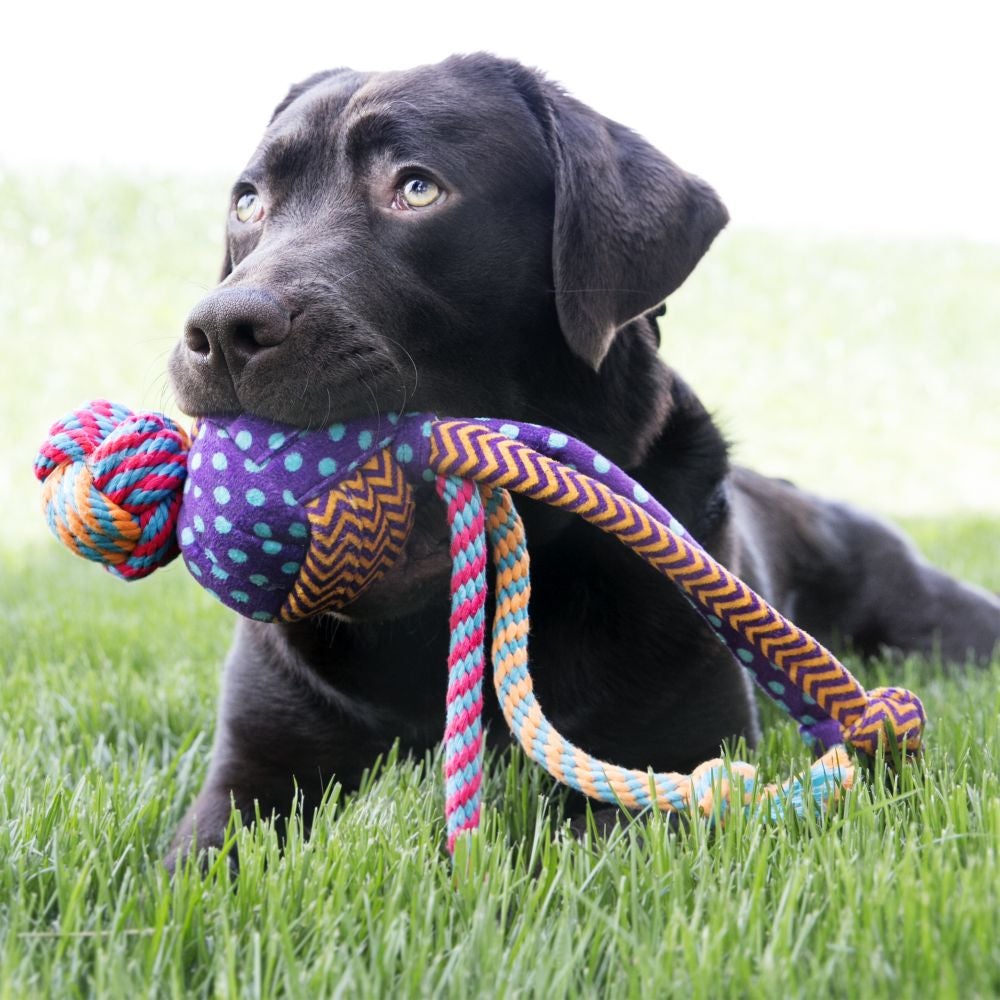 Brinquedo para Cachorro KONG Wubba Medley Large