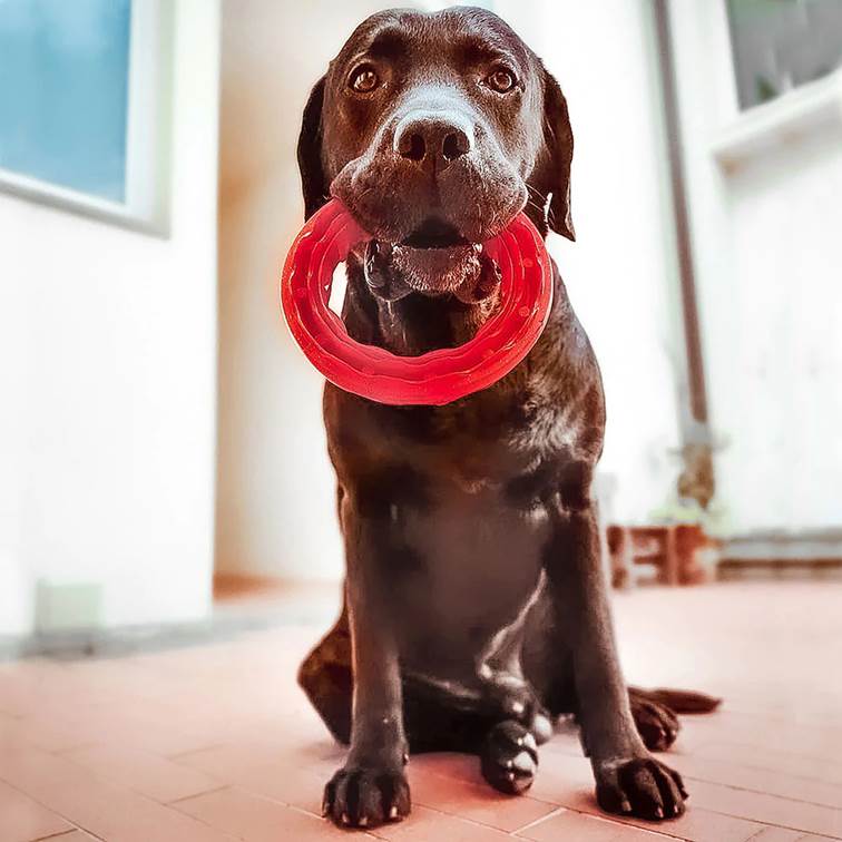 Brinquedo para Cachorro Ferplast Dental Smile Médio Preto