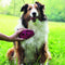 Escova de Borracha para Cachorro KONG Zoom Groom Rosa Pequeno