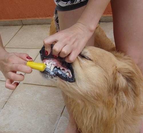 Escova de Dentes Dedeira para Cães e Gatos 1 unidade