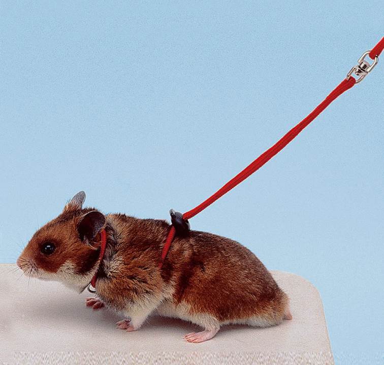 Guia com Peitoral Ferplast Ny Ham para Hamster Vermelho
