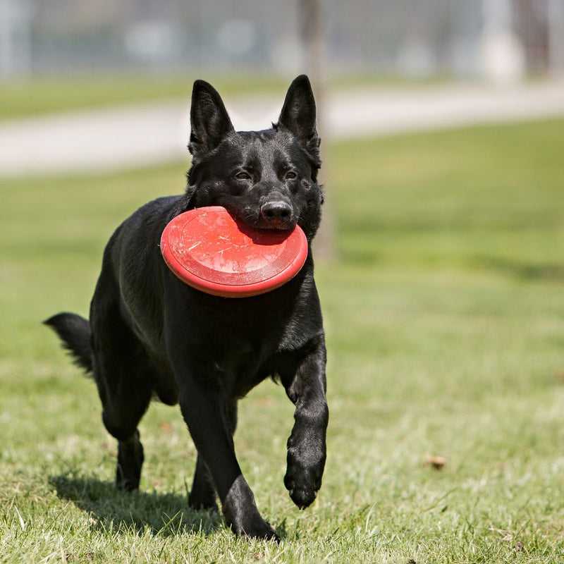 Brinquedo para Cachorro KONG Flyer Grande