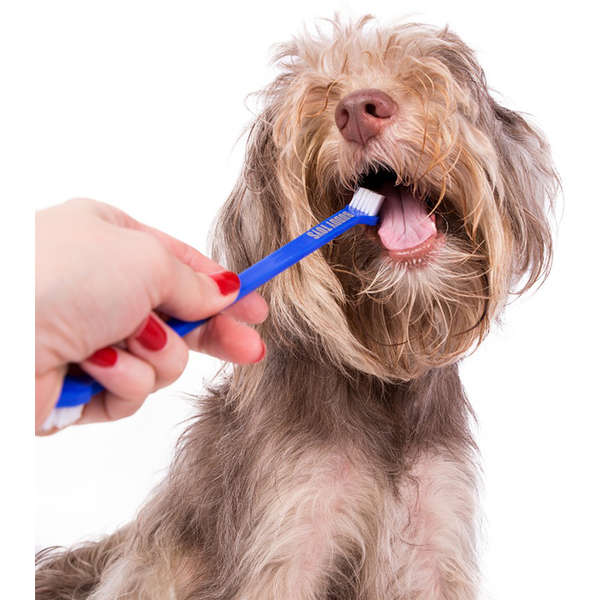 Kit Higiene Oral Dental Buddy Toys