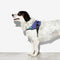 Peitoral Zee.Dog FlyHarness Wicked
